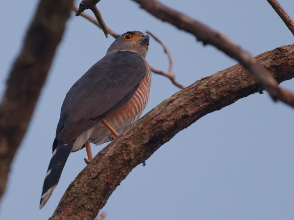 <h3><a href="/trips/gambia/biota/animalia/chordata/aves/017 accipitriformes/004 accipitridae/accipiter tachiro/accipiter tachiro-nl.html">Accipiter&nbsp;tachiro</a> / African&nbsp;goshawk / Afrikaanse&nbsp;havik</h3>OM-1 Mark II met OLYMPUS M.150-400mm F4.5, 1/30 sec  bij F4.5, ISO 10000, afstand 13.4&nbsp;m